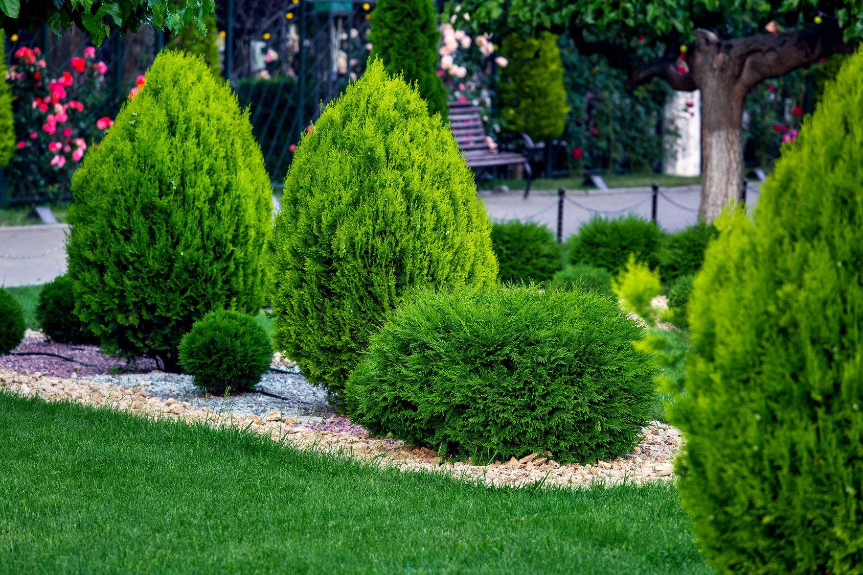 Shaped evergreen shrubs in a mulched bed