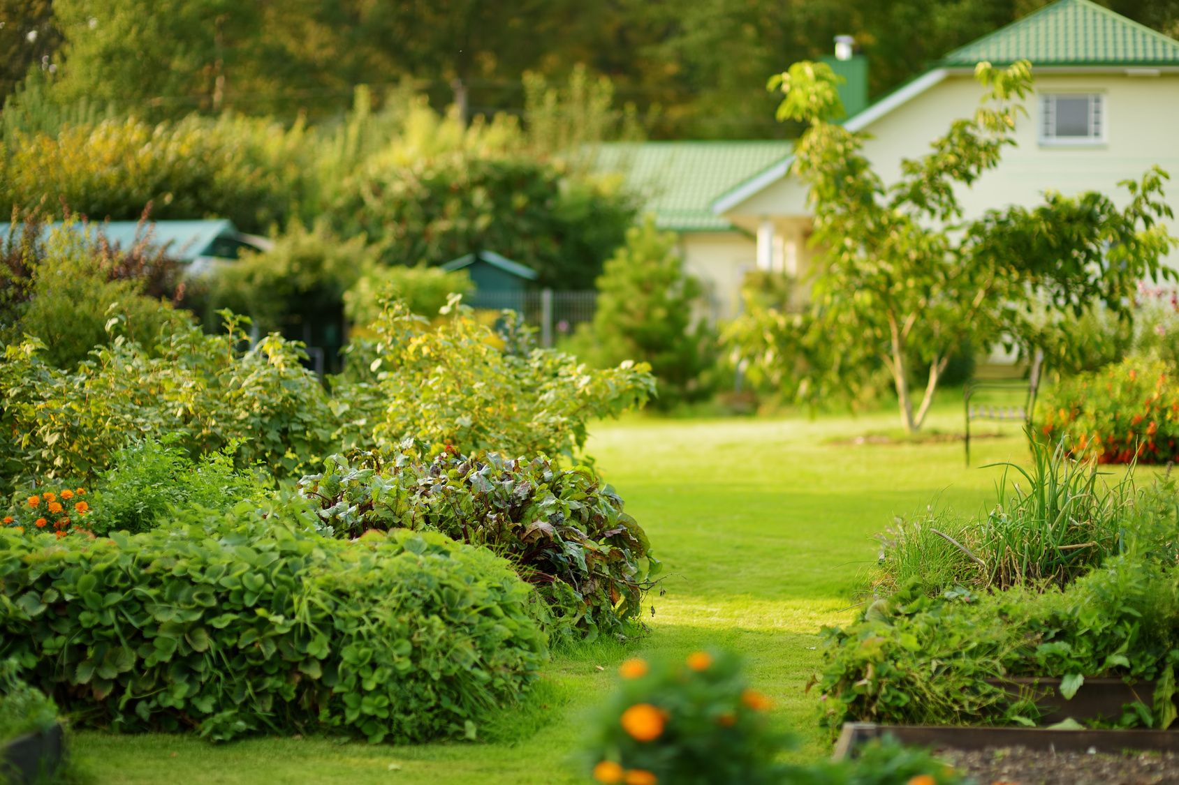 Lush green garden with a house in the background